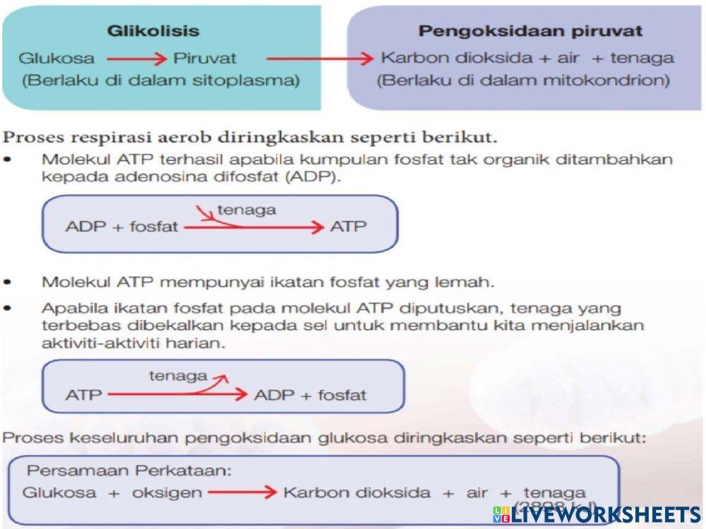 Bio t4 bab 6 respirasi sel