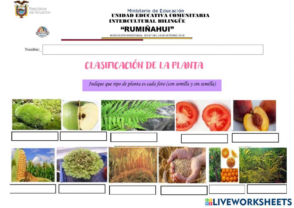 Clasificación de lplanta