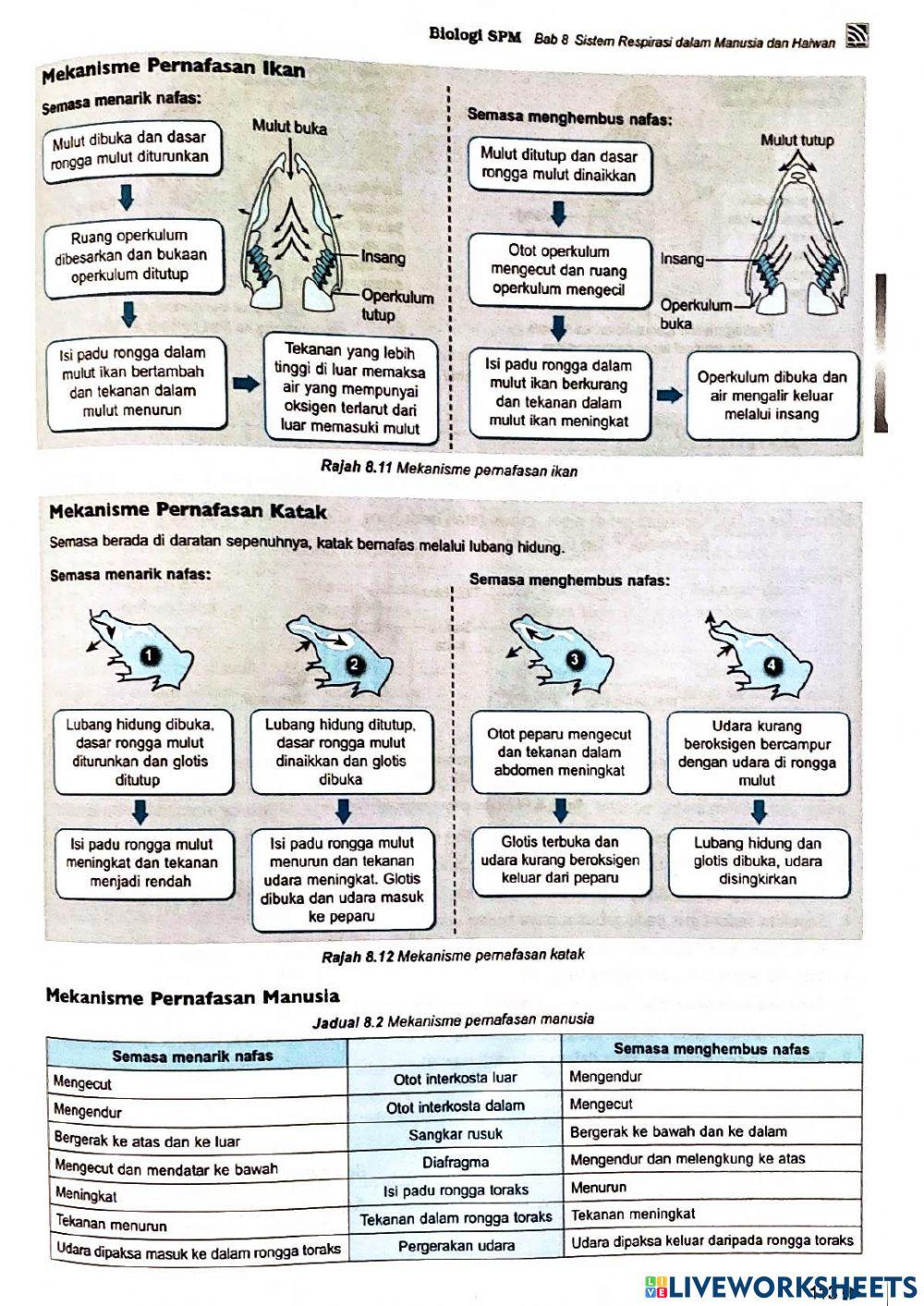 Bio t4 bab8 sistem respirasi