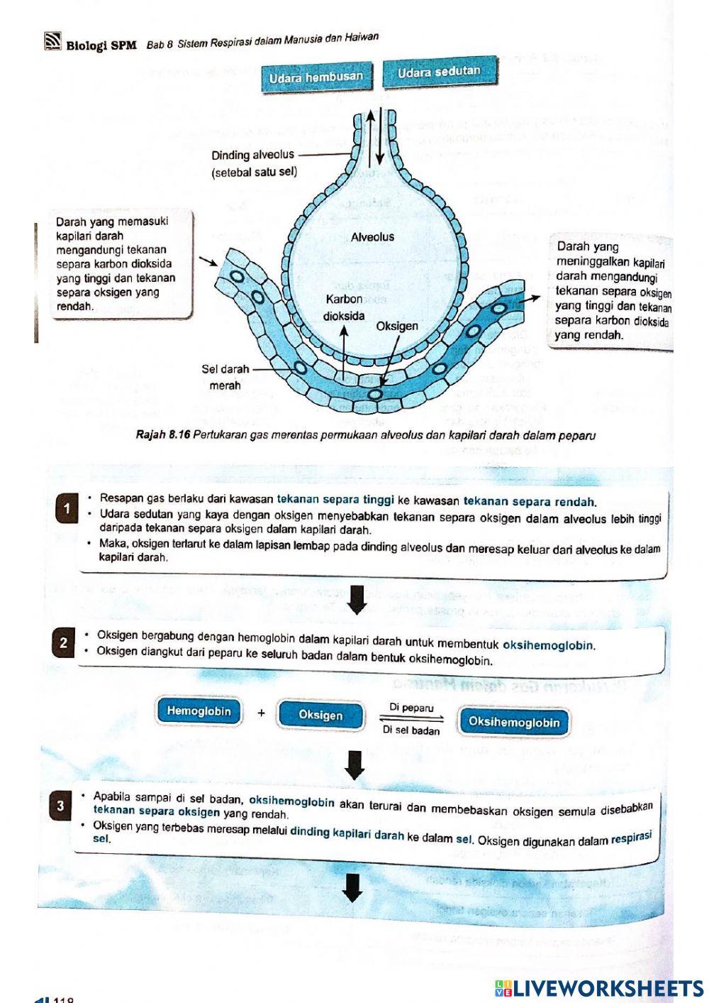 Bio t4 bab8 sistem respirasi