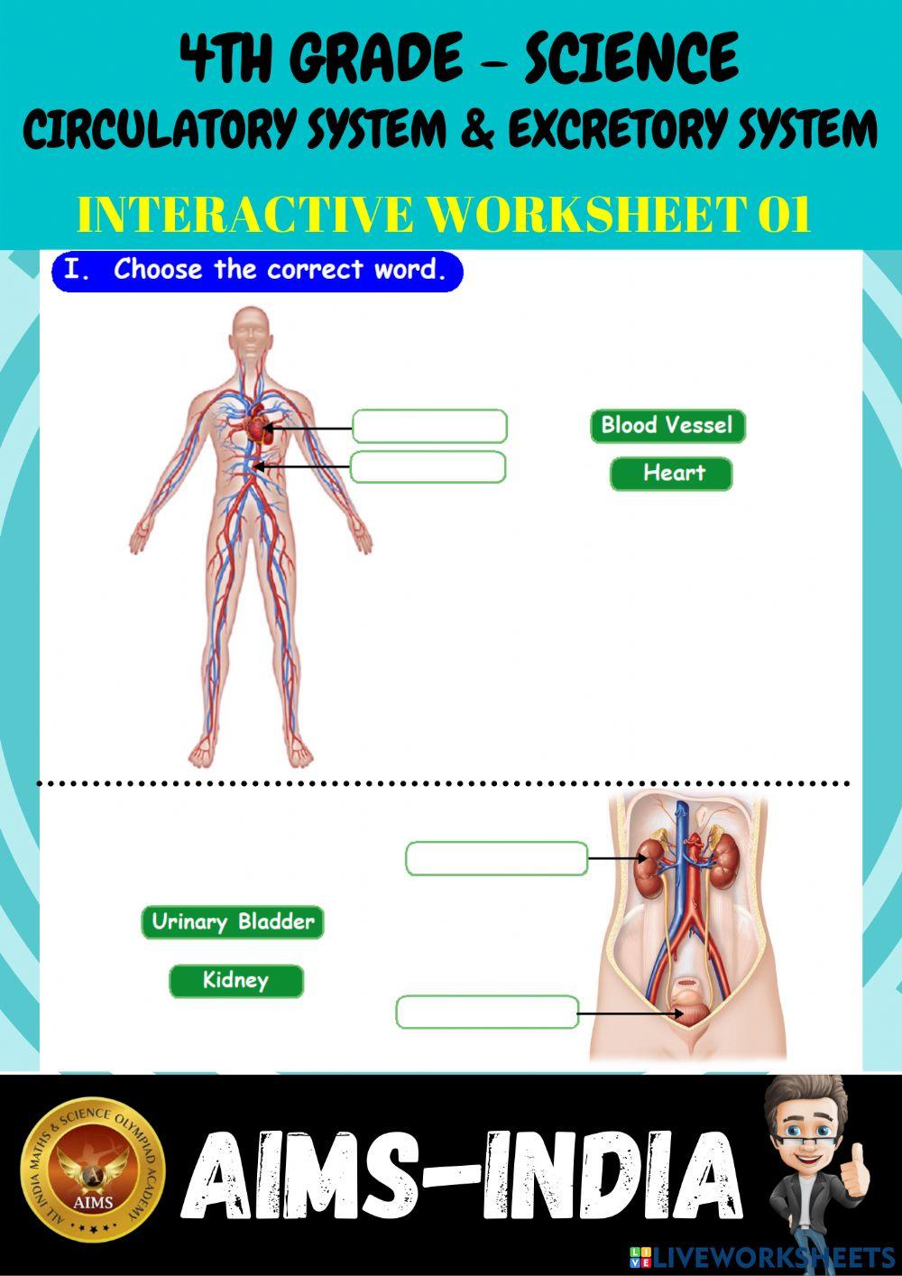 4th-science-ps01-circulatory system & excretory system