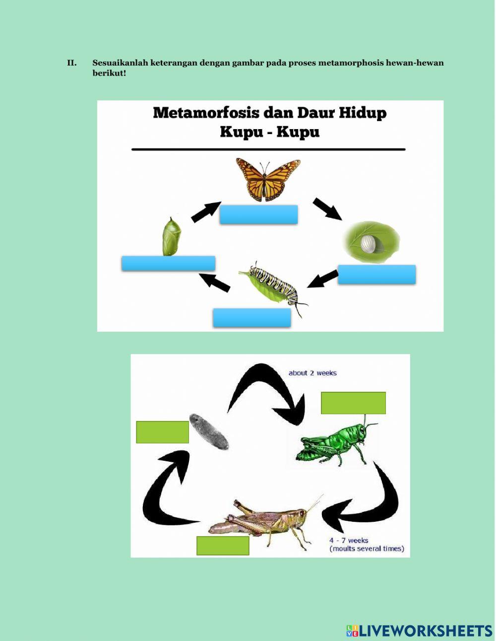 Sistem Reproduksi pada Hewan