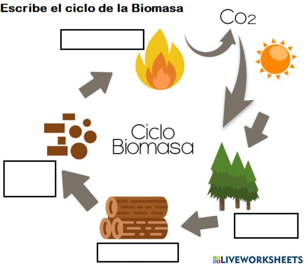 Ciclo de la biomasa