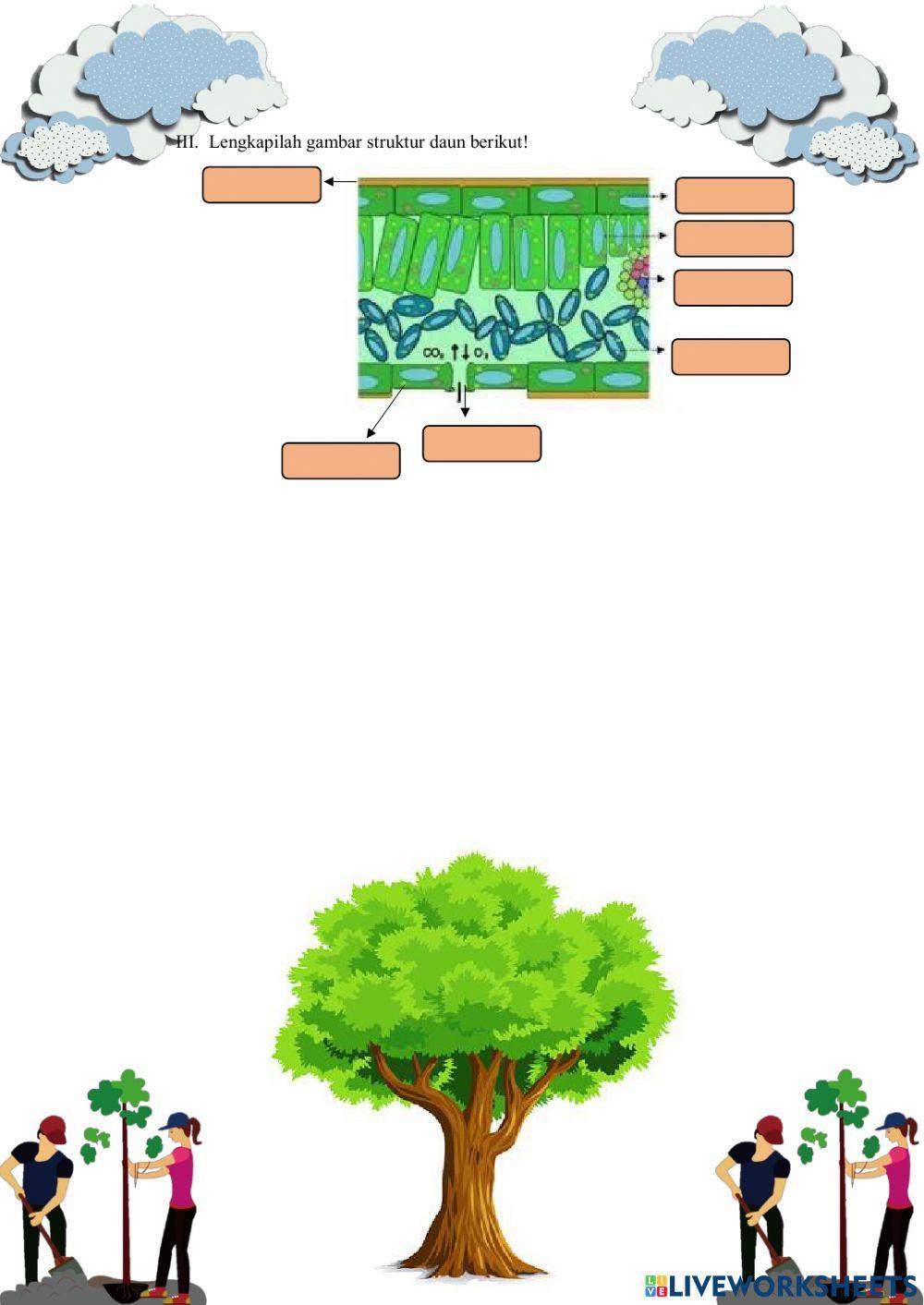 Struktur dan Fungsi Tumbuhan (Jaringan Tumbuhan)