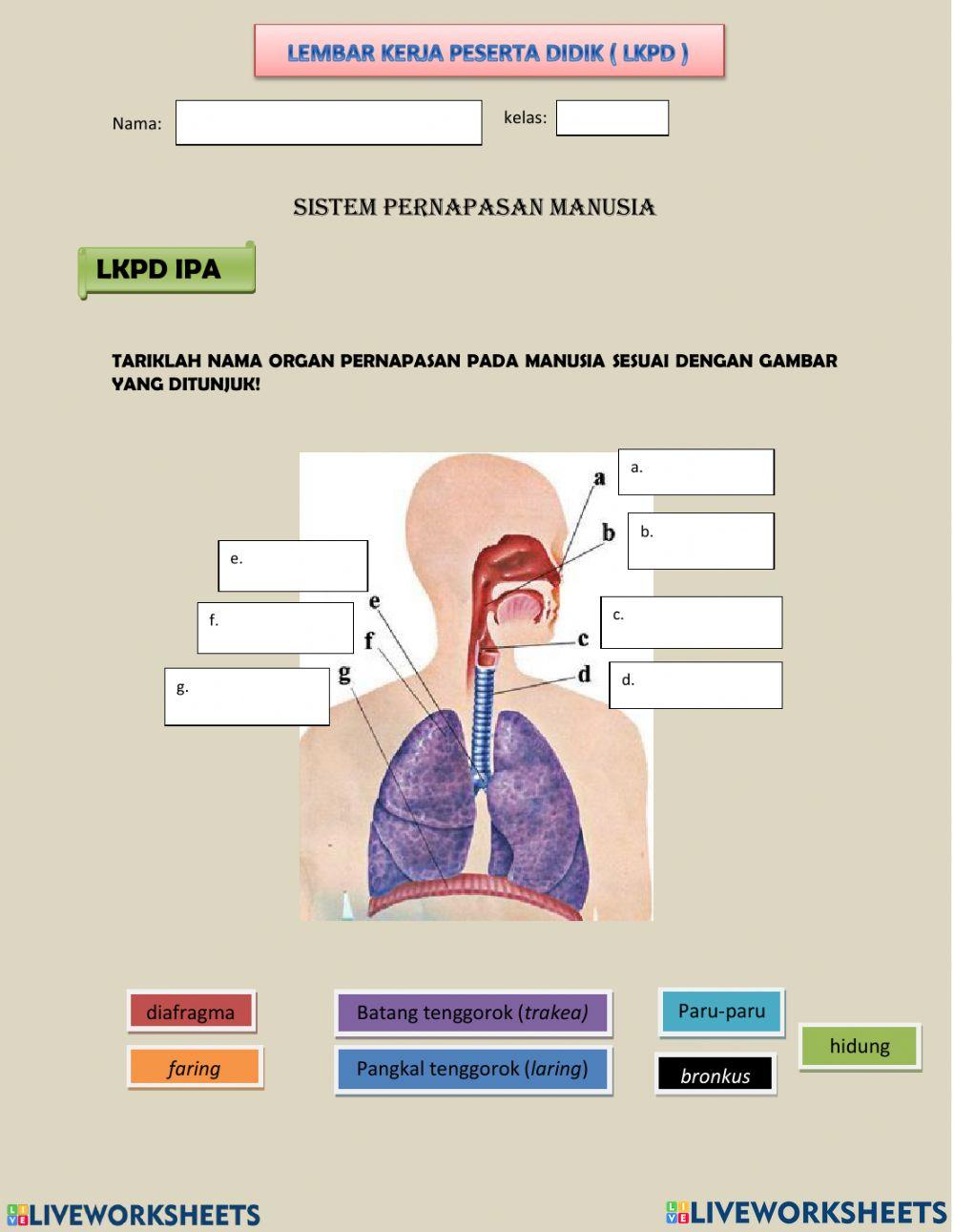 1262286 lkpd sistem pernapasan manusia dewi angraeni