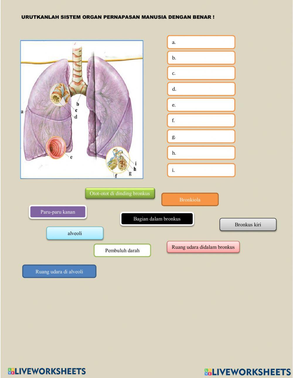 LKPD sistem pernapasan manusia