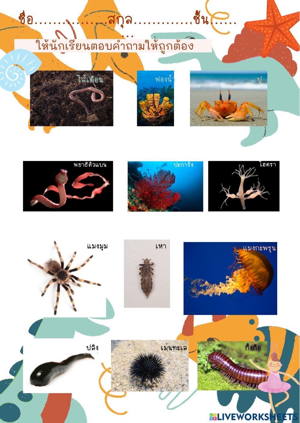 ใบงานสัตว์ไม่มีกระดูกสันหลัง