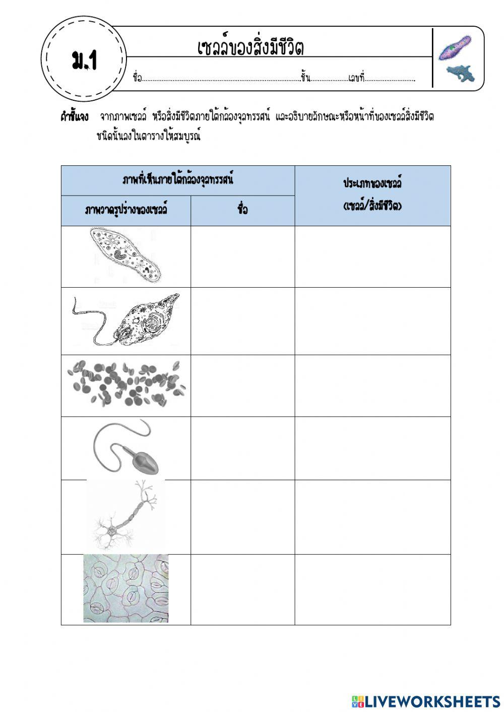 เซลล์ของสิ่งมีชีวิต