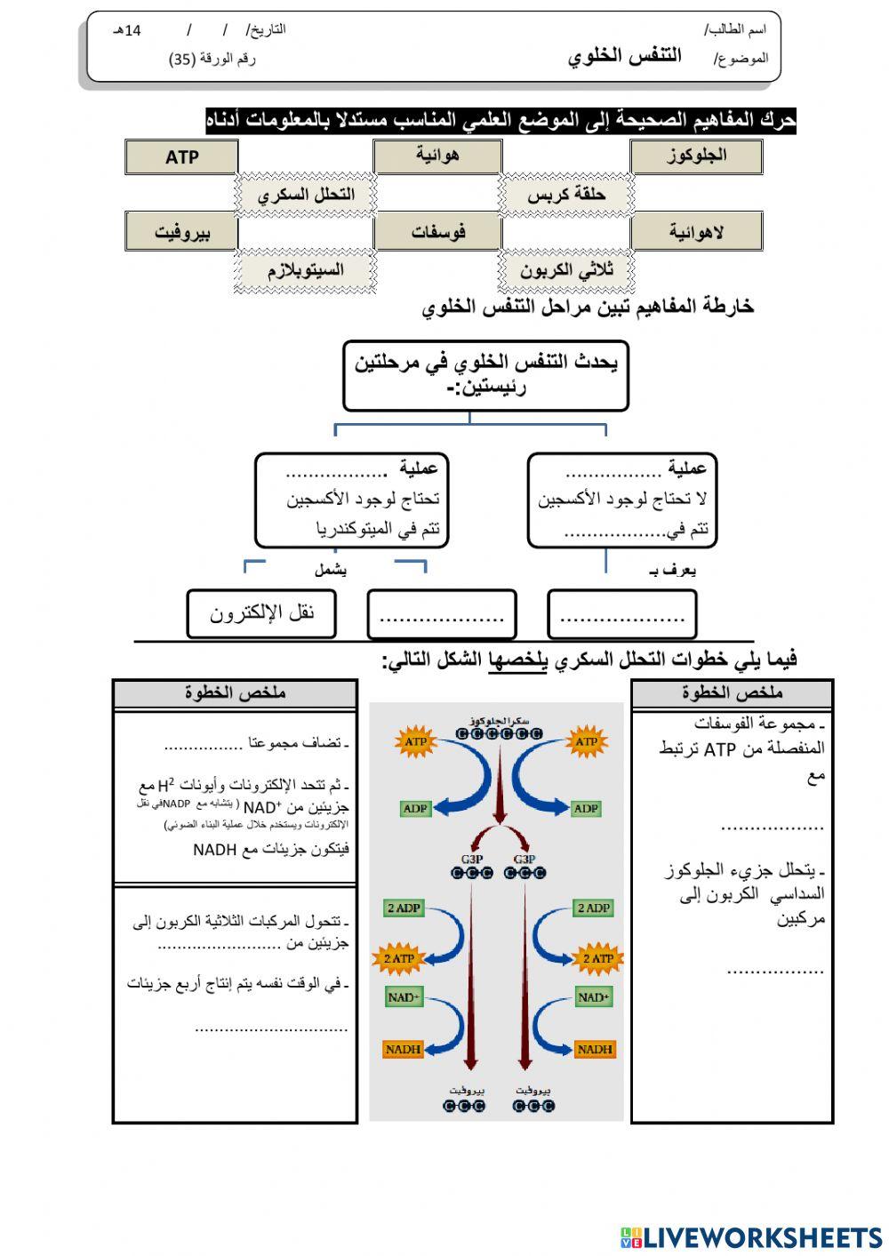 ورقة 35تفاعلية3