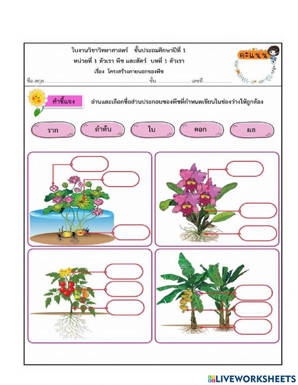 แบบฝึกหัดเติมคำป.1