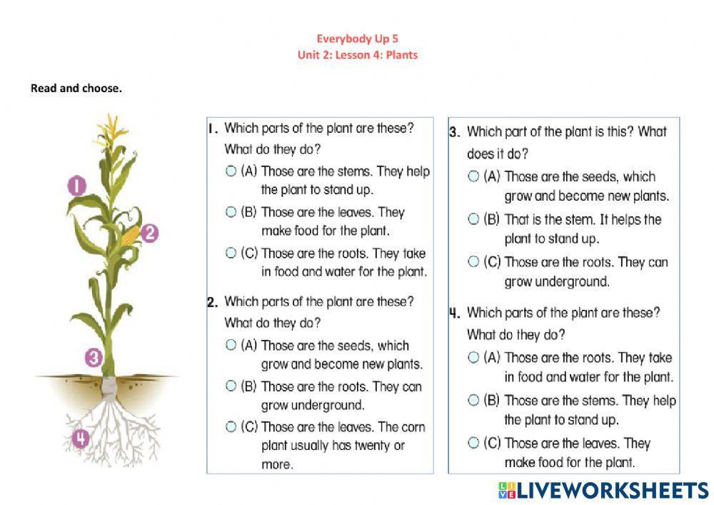 Everybody Up 5: Unit 2: Lesson 4: Plants D