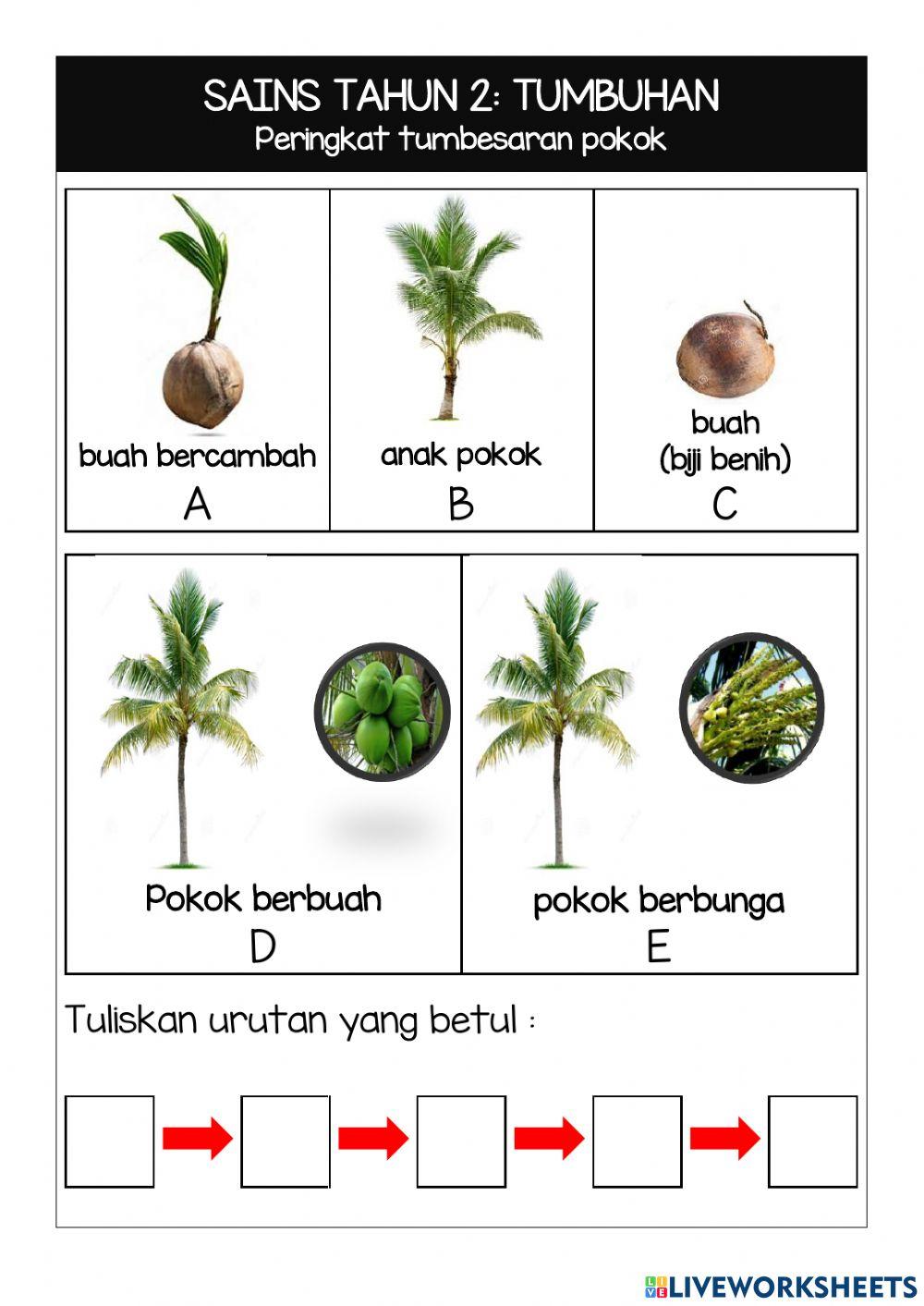 Tumbuhan Tumbuhan