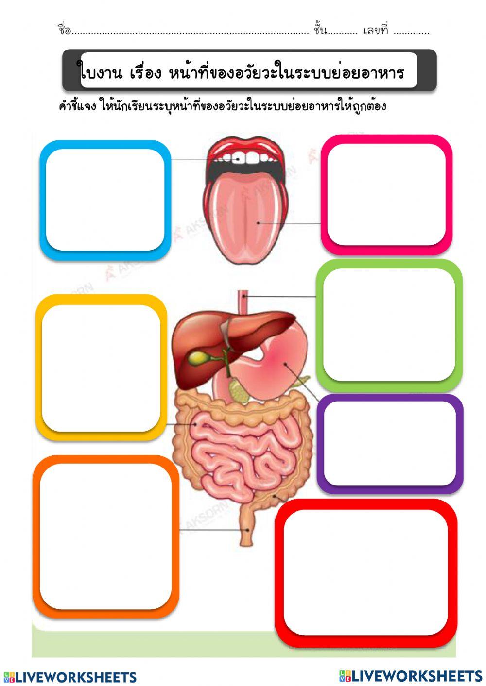 ระบบย่อยอาหาร