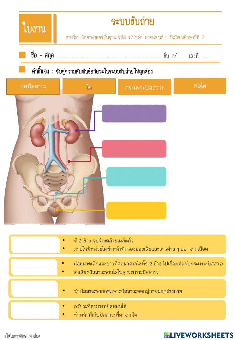 ระบบขับถ่าย
