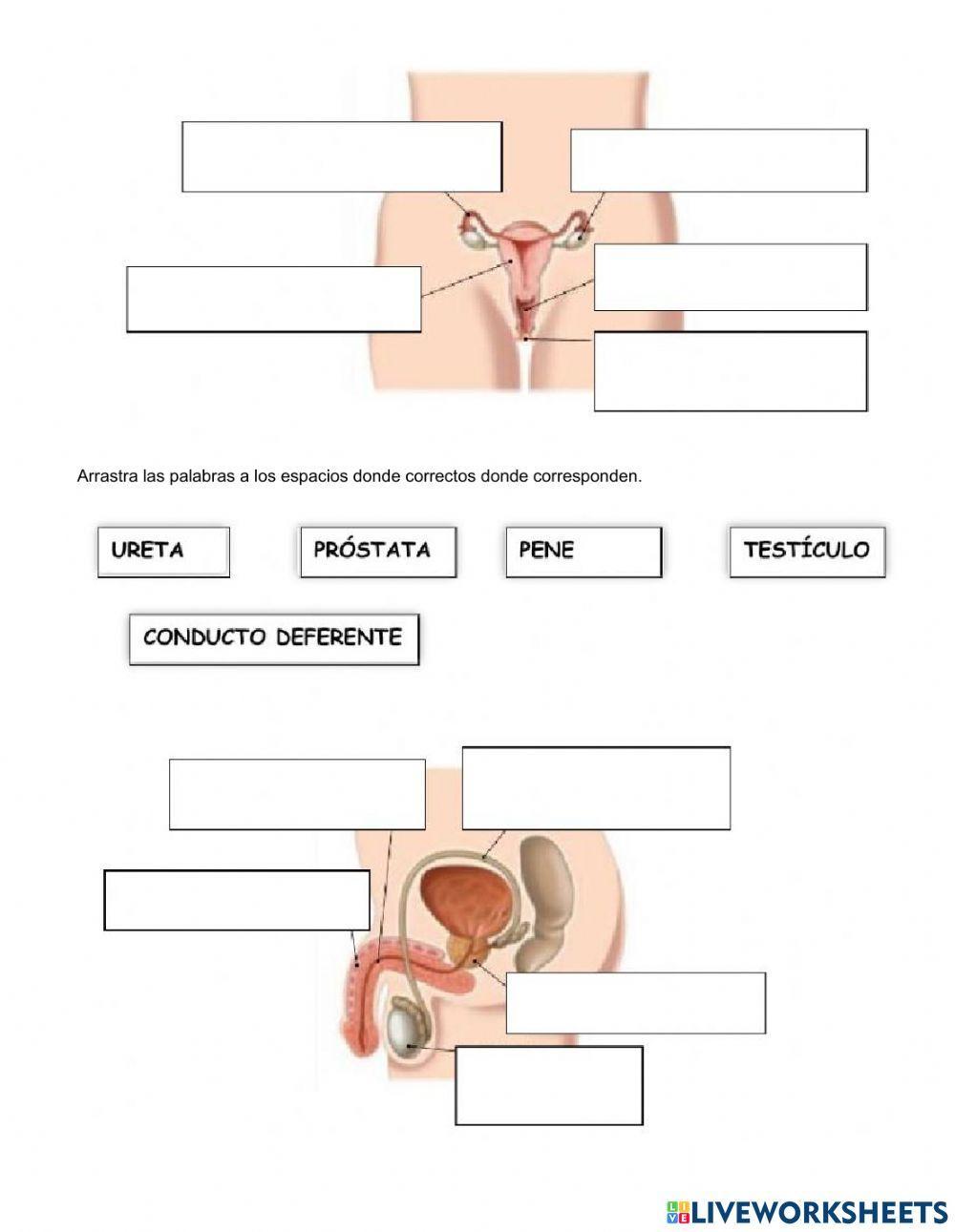 Reproducción humana