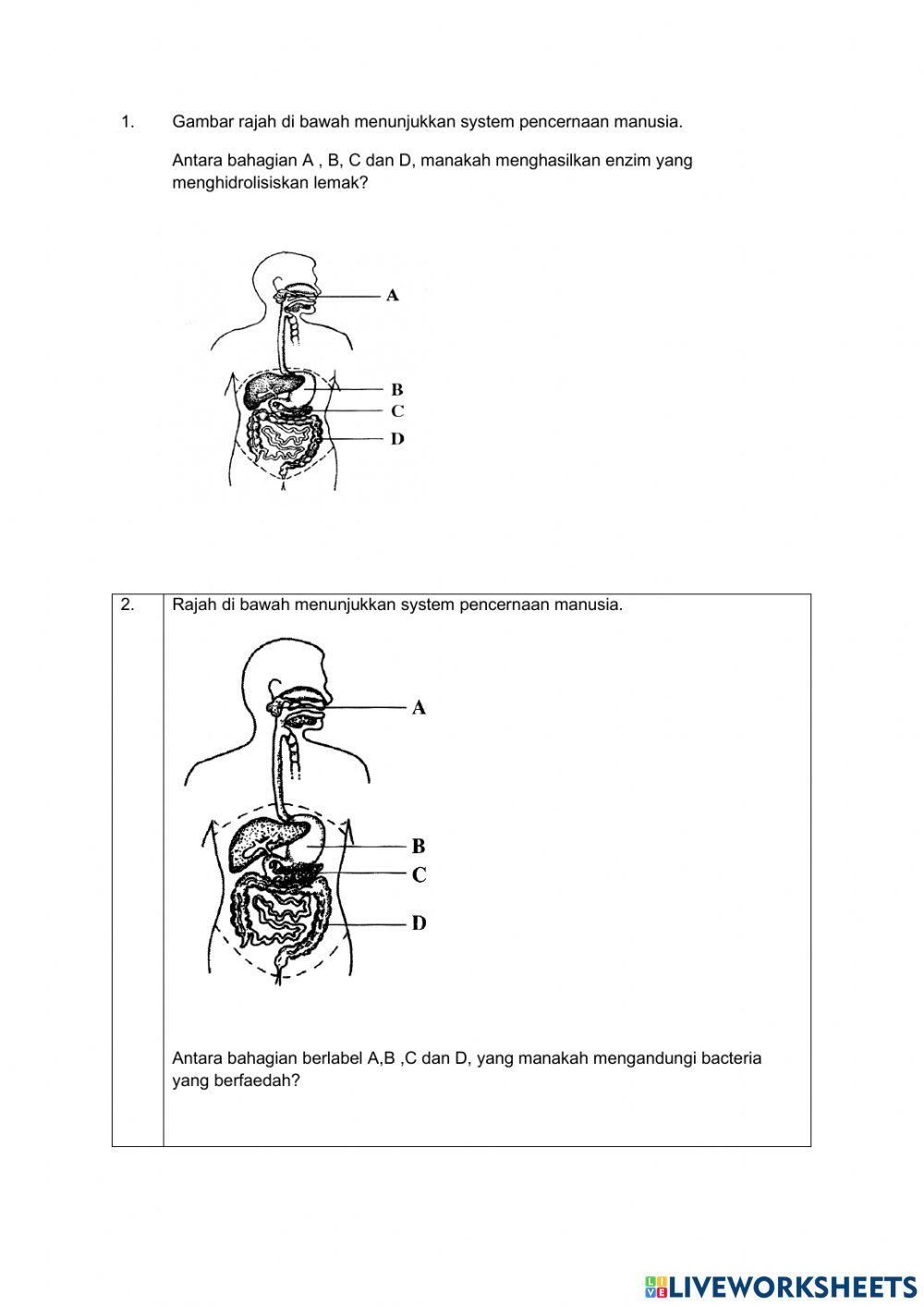 Pencernaan dan asimilasi