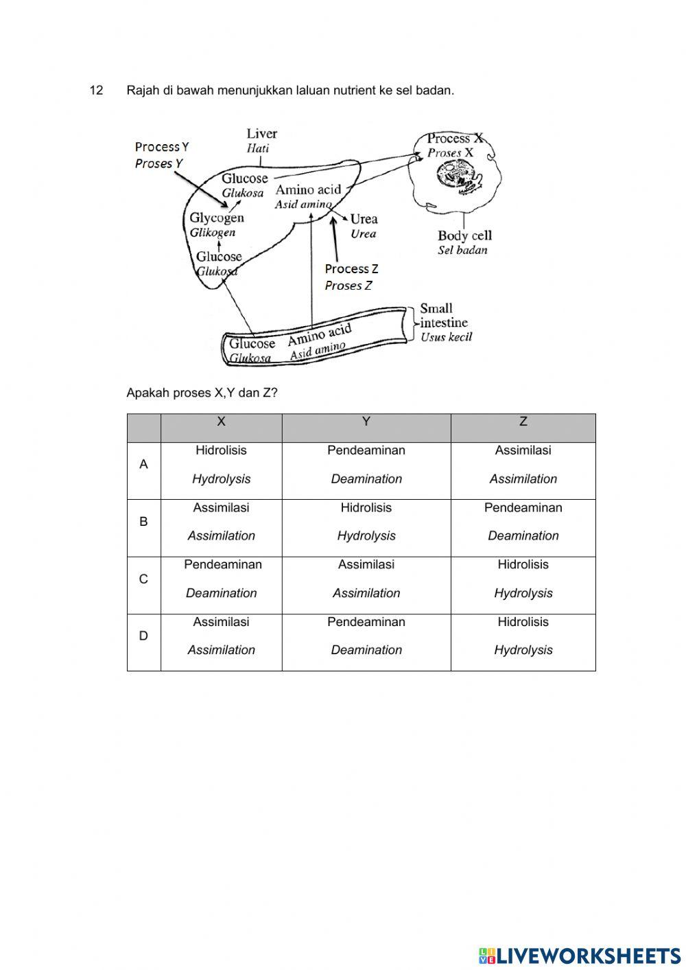Pencernaan dan asimilasi