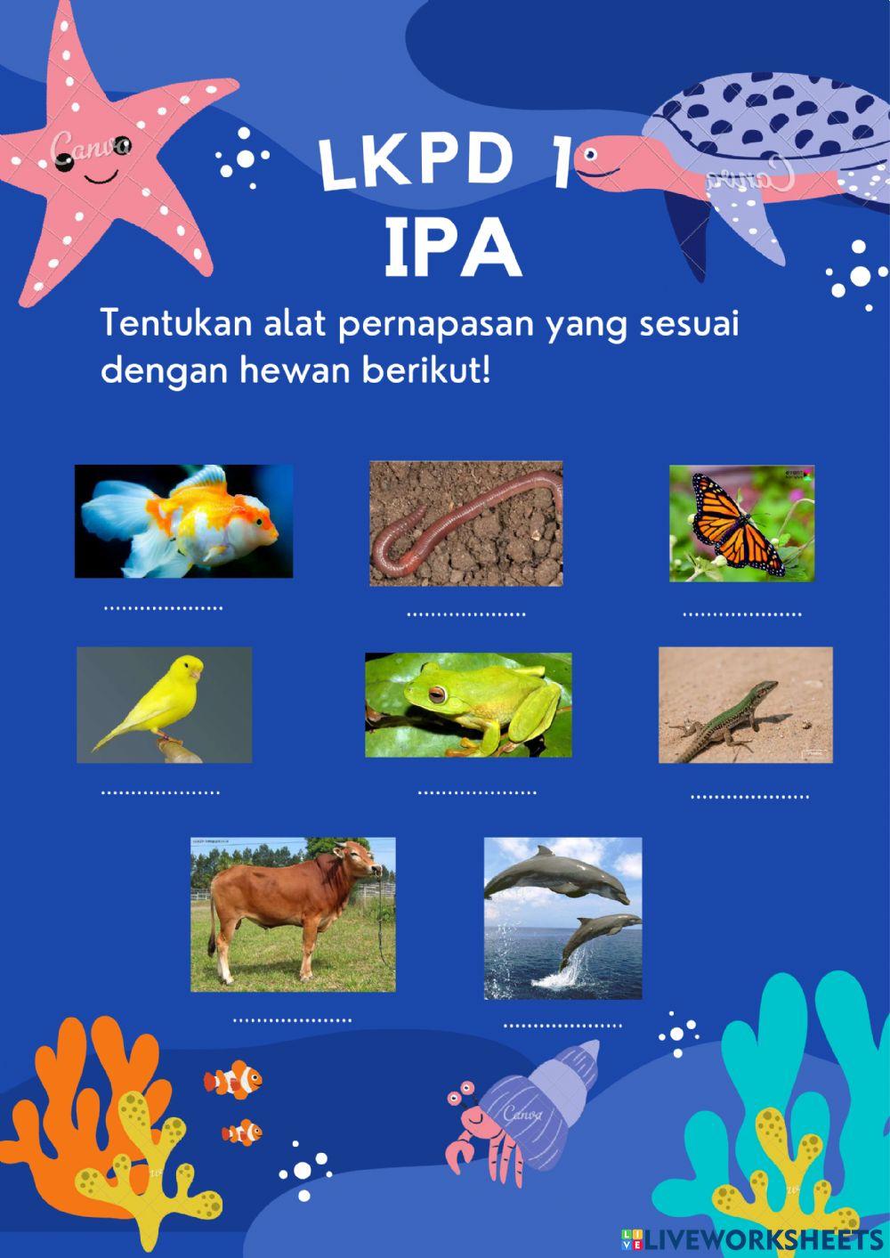 LKPD IPA Alat Pernapasan pada hewan