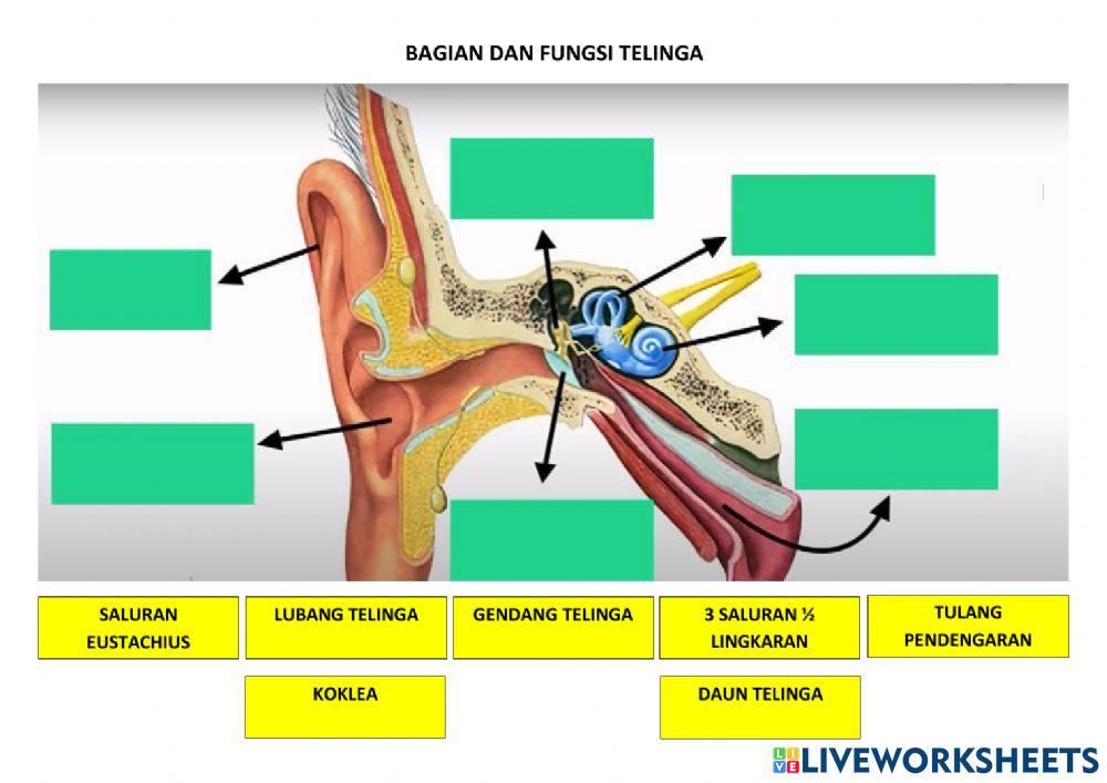 Soal Uji kognitif