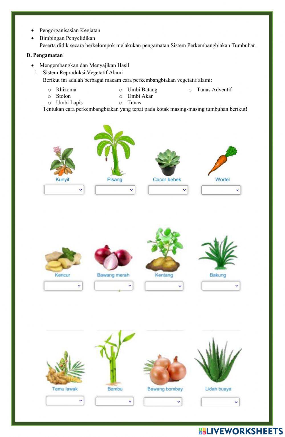 LKPD Sistem Perkembangbiakan Tumbuhan