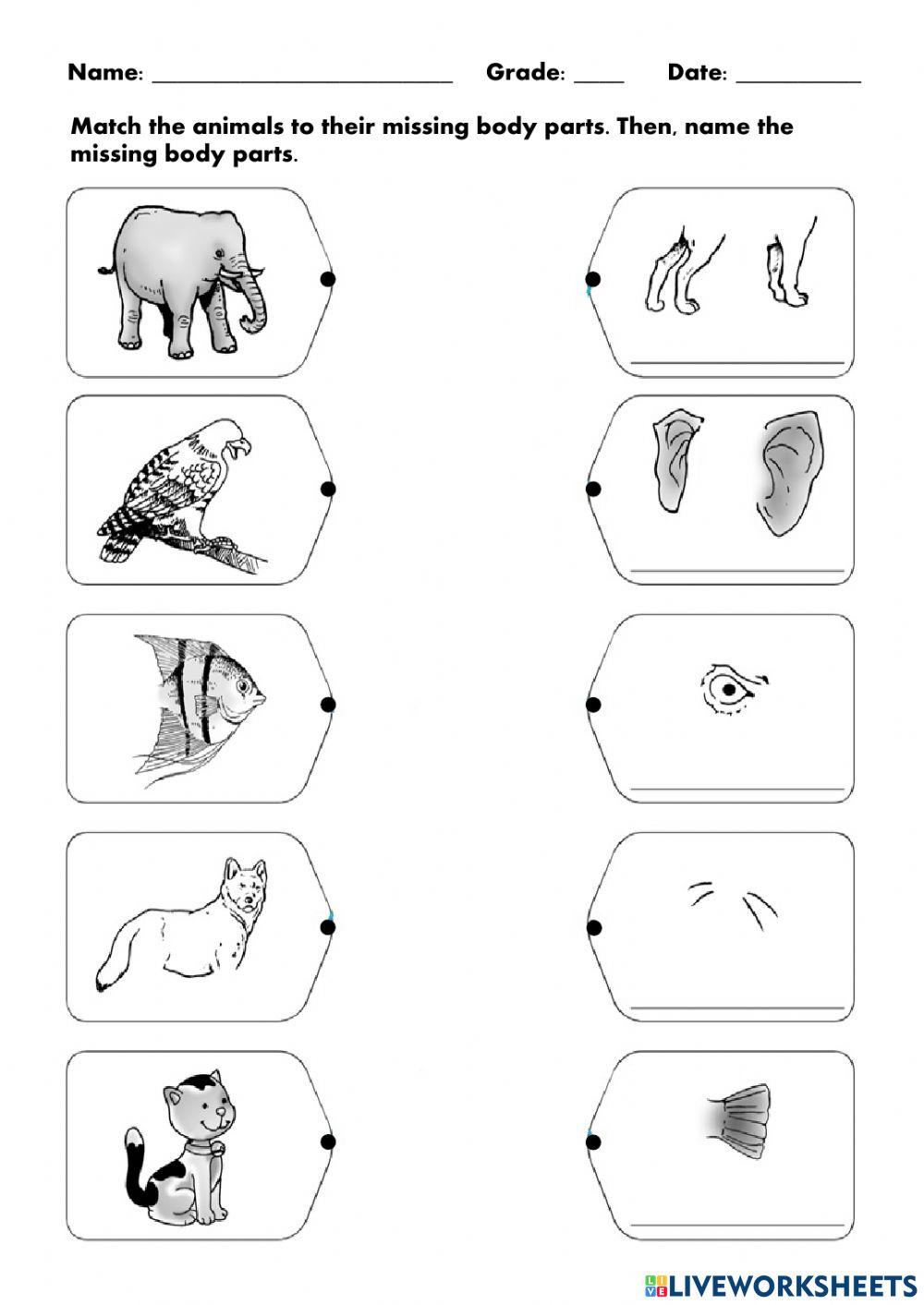Movements and Parts of Animals
