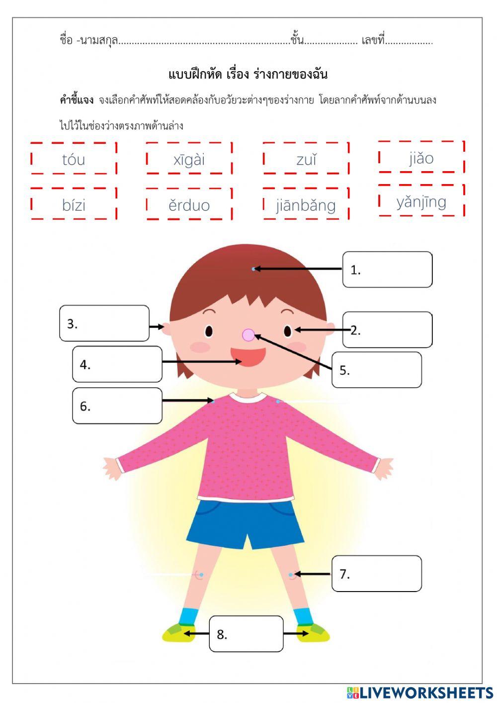 แบบฝึกหัด เรื่อง ร่างกายของฉัน 我的身体