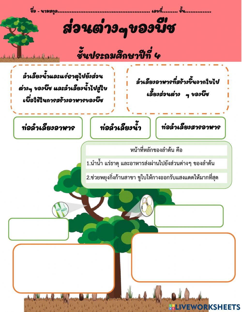 ส่วนประกอบของพืช เรื่อง ลำต้น