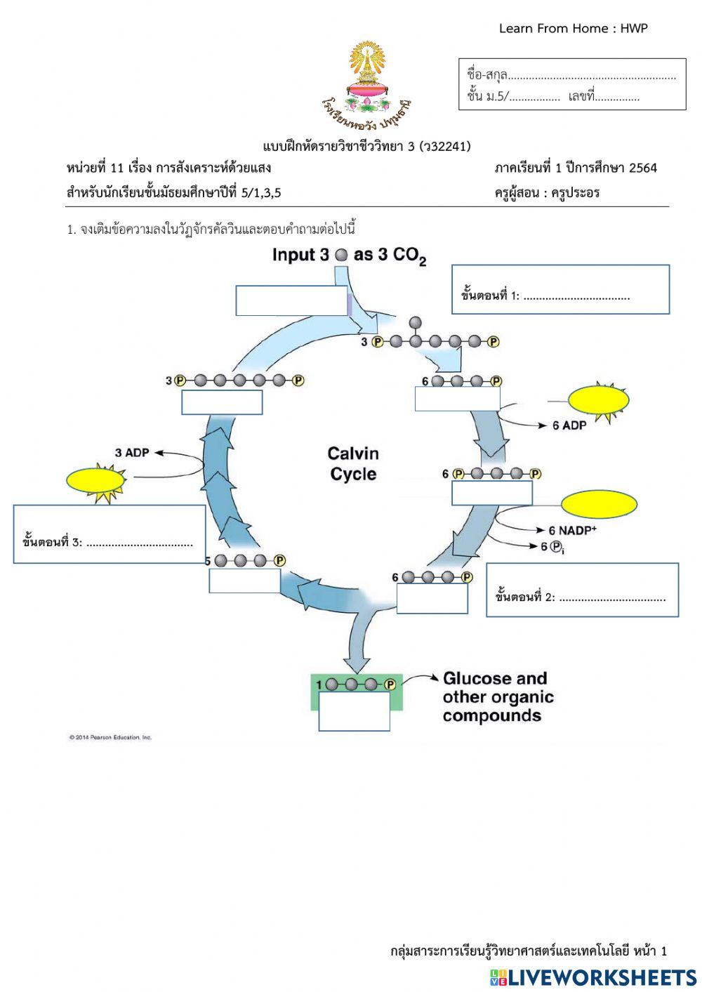 Calvin cycle