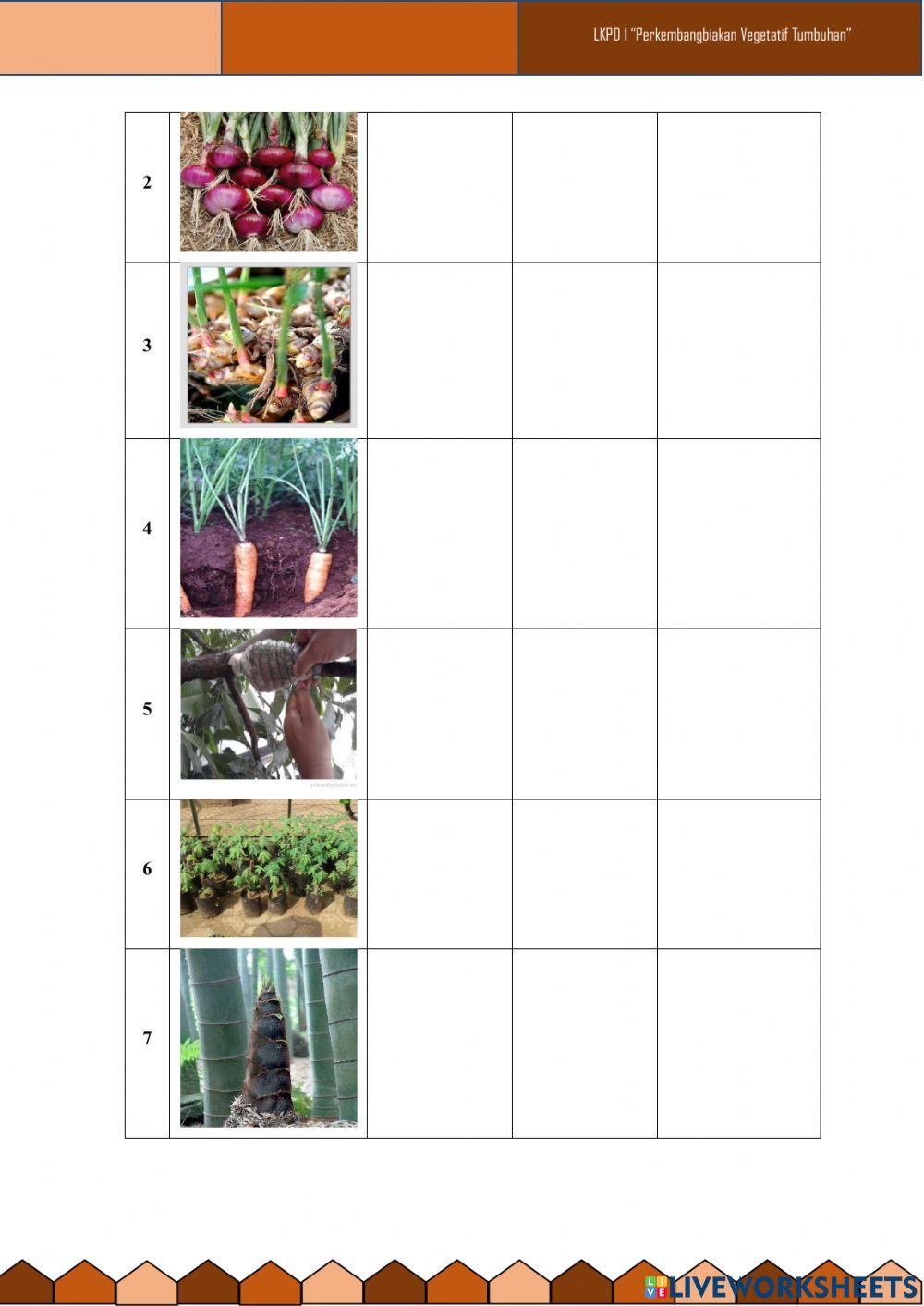 Perkembangbiakan vegetatif