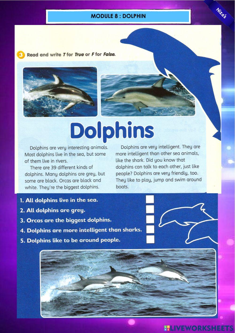 Y4 Module 8 : dolphin
