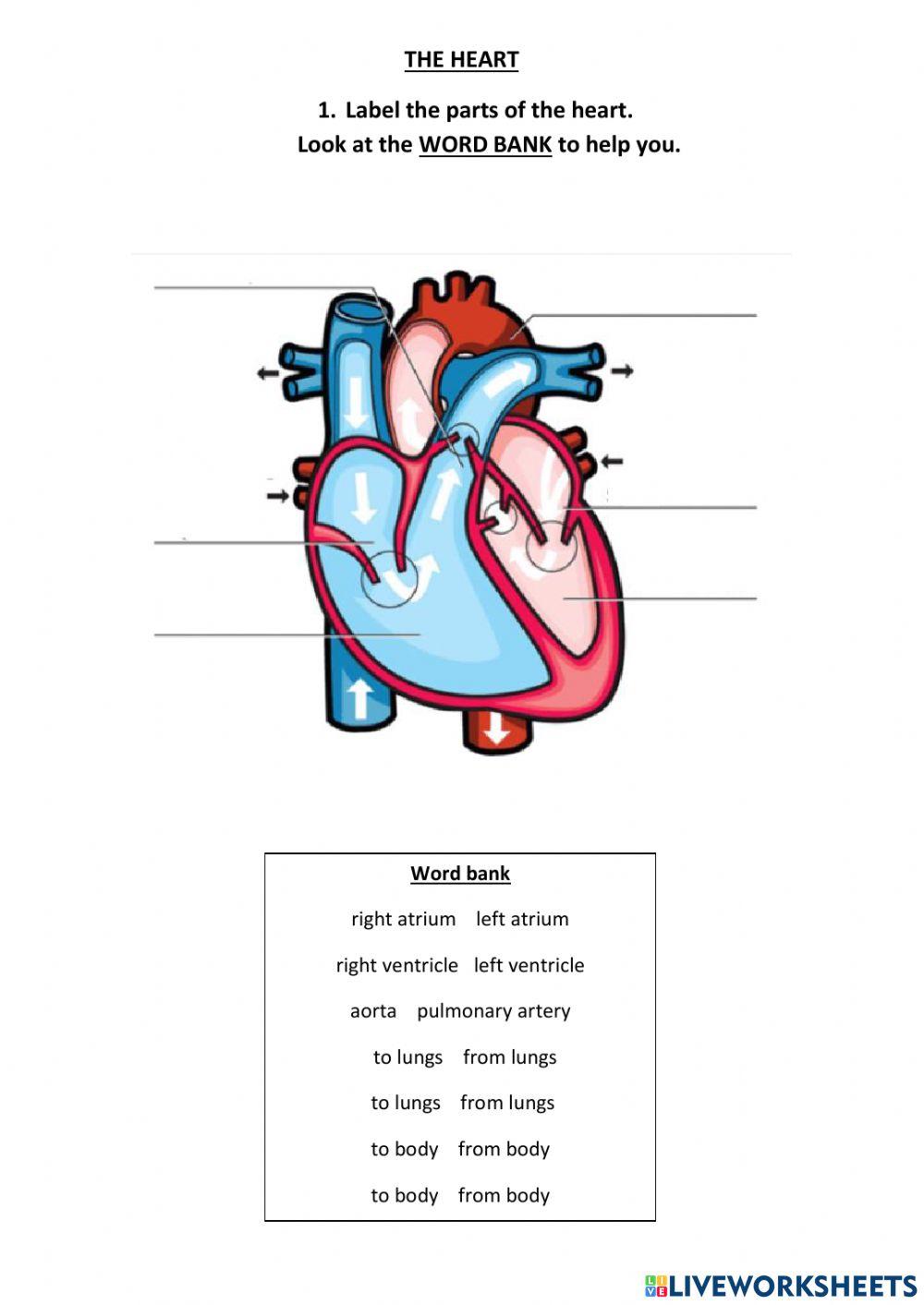 The Heart The Heart