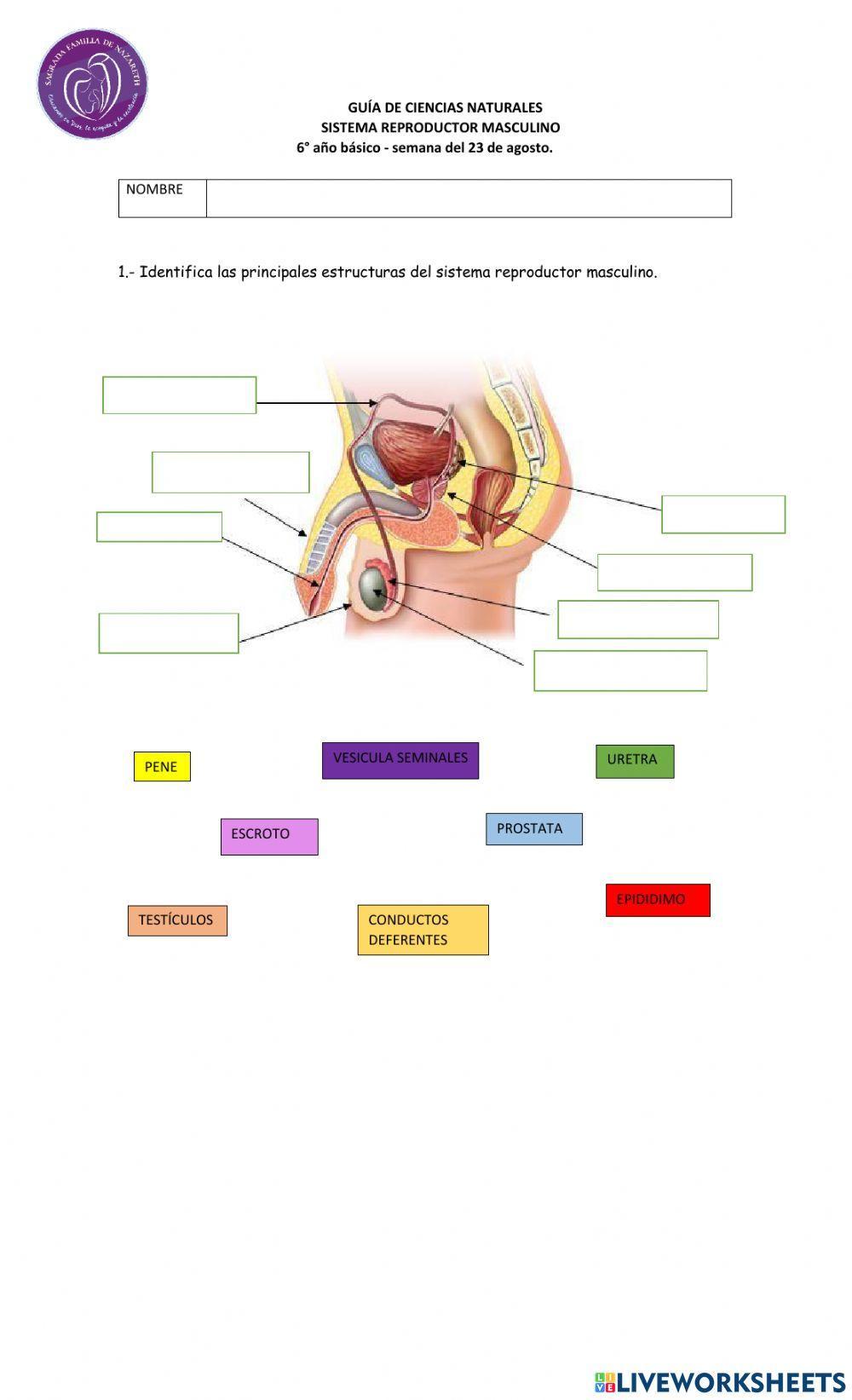 Sistema reproductor  masculino