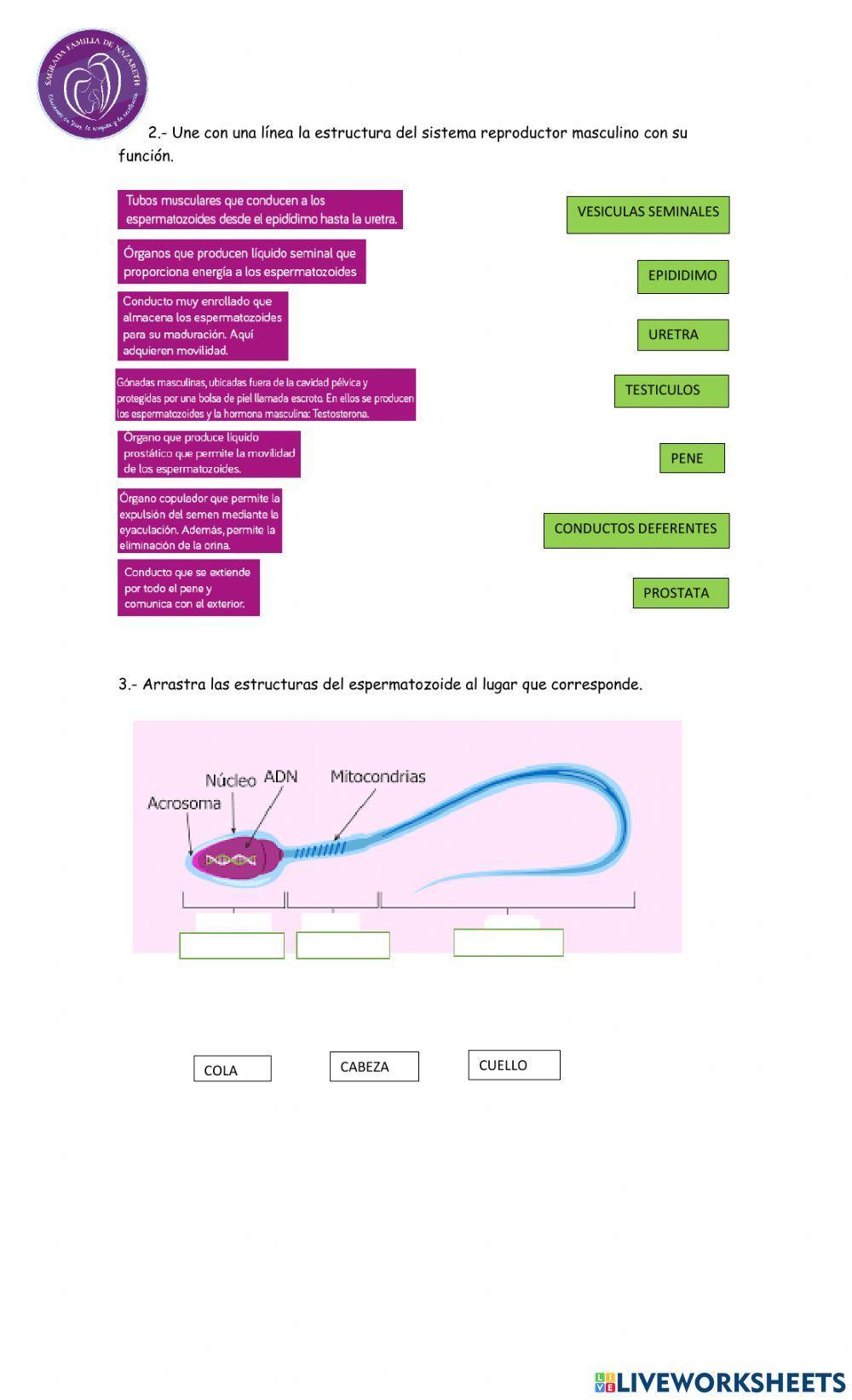Sistema reproductor  masculino