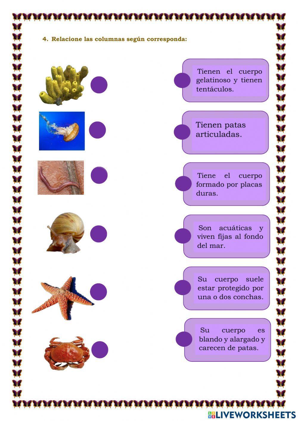 Los animales invertebrados