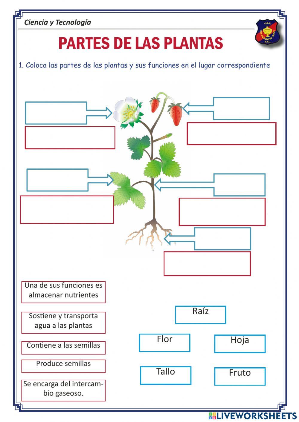 PARTES DE LAS P… | Free Interactive Worksheets | 3692436, image size:1000x1413