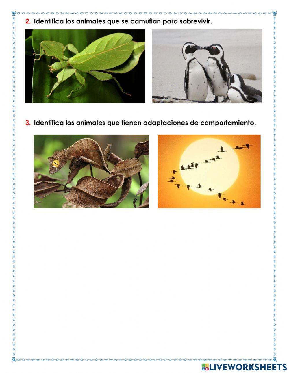 Adaptaciones de los seres vivos