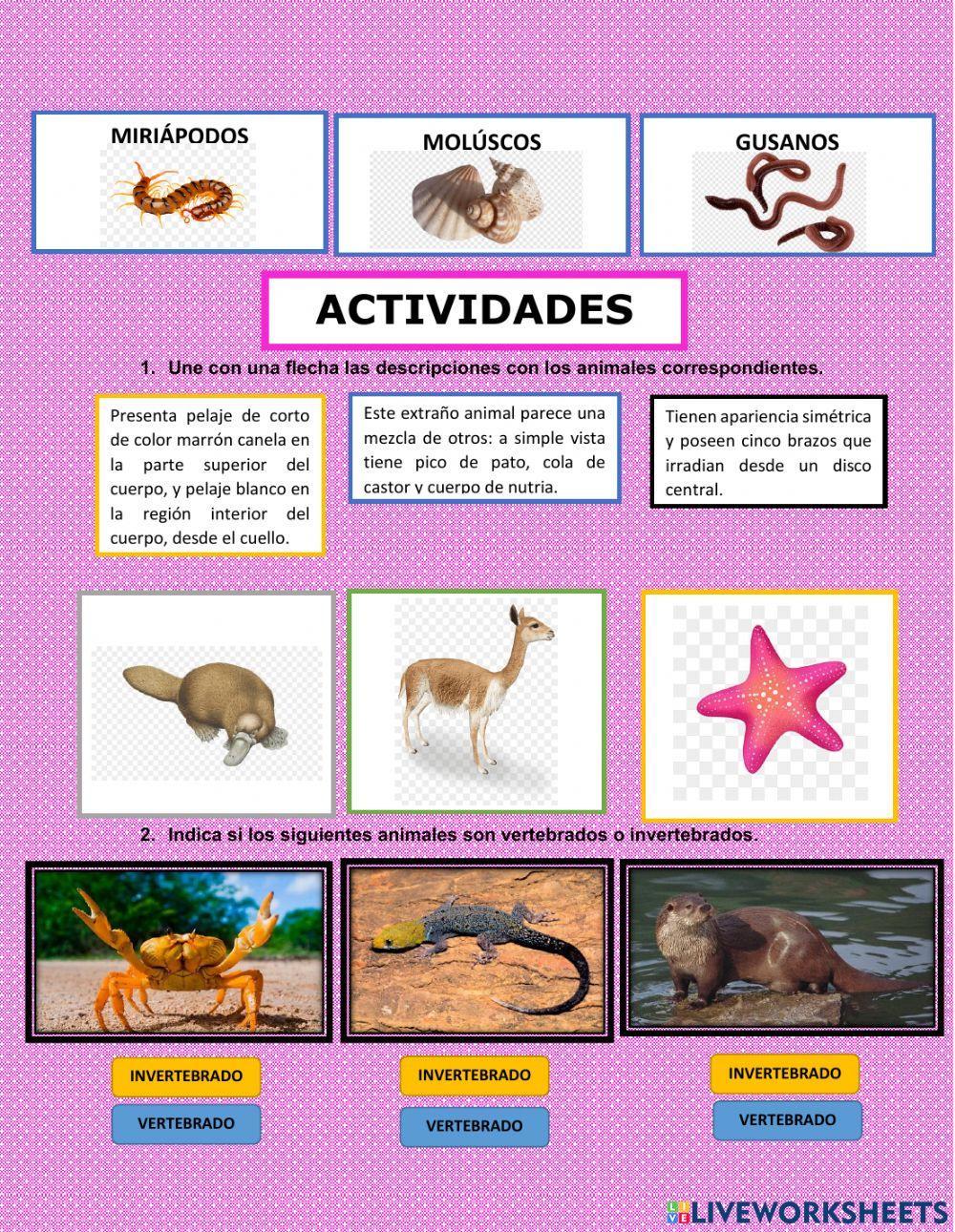 Animales vertebrados e invertebrados