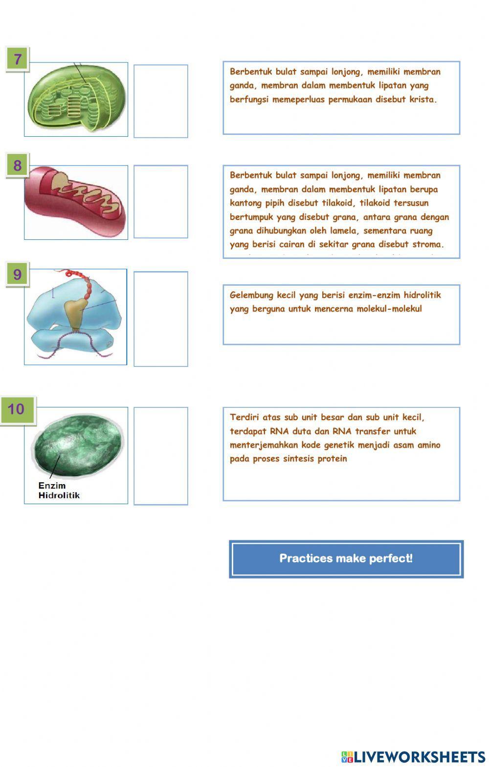 2. struktur organel sel