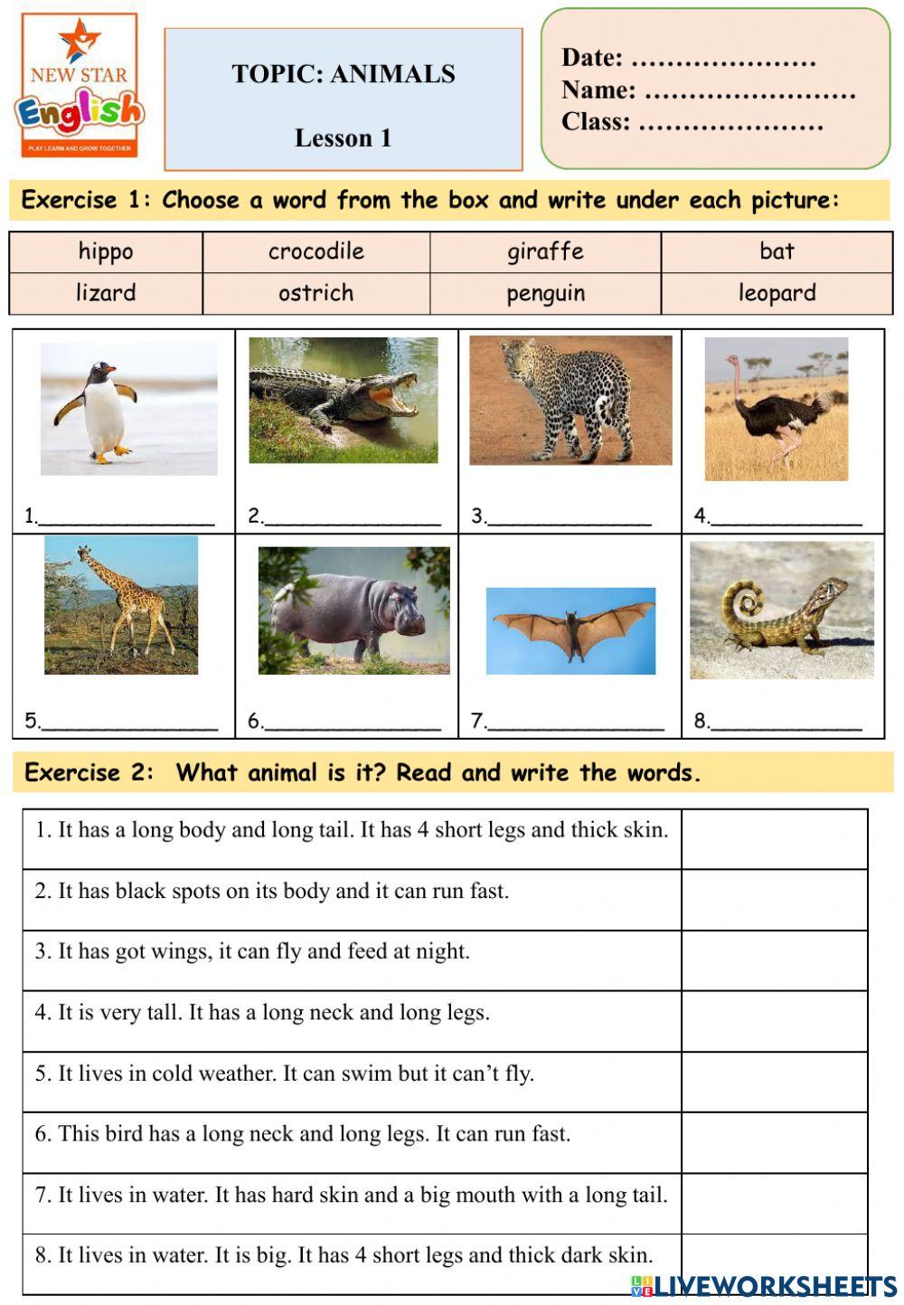 Starter: Animals lesson 1