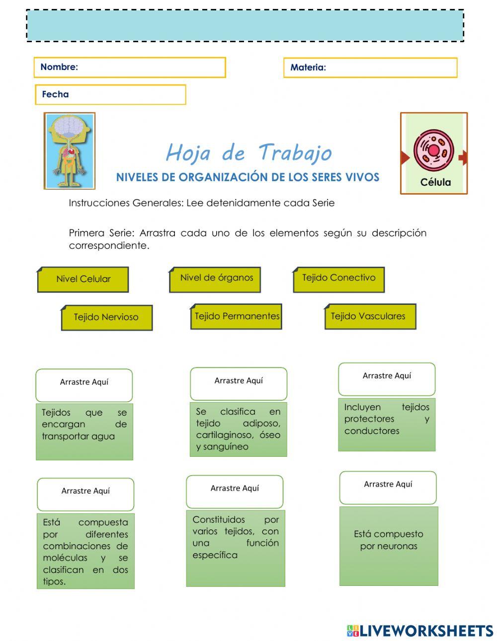 Niveles de Organización
