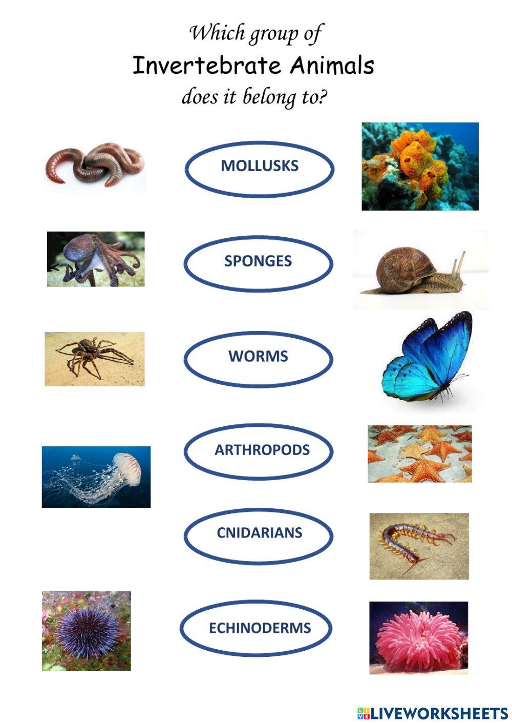 Invertebrate Animals Invertebrate Animals