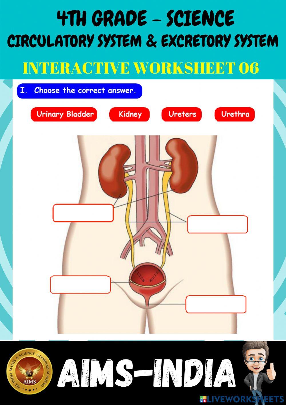 4th-science-ps06-circulatory system & excretory system