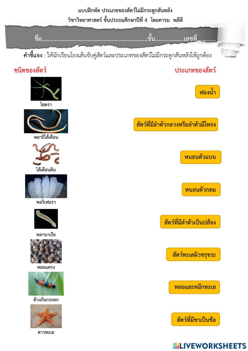 สัตว์ไม่มีกระดูกสันหลัง