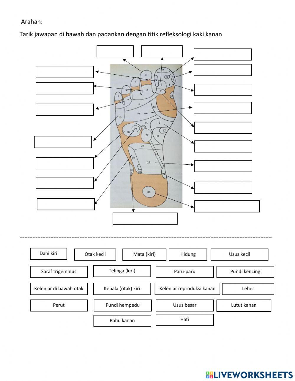 Titik refleksologi kaki kanan
