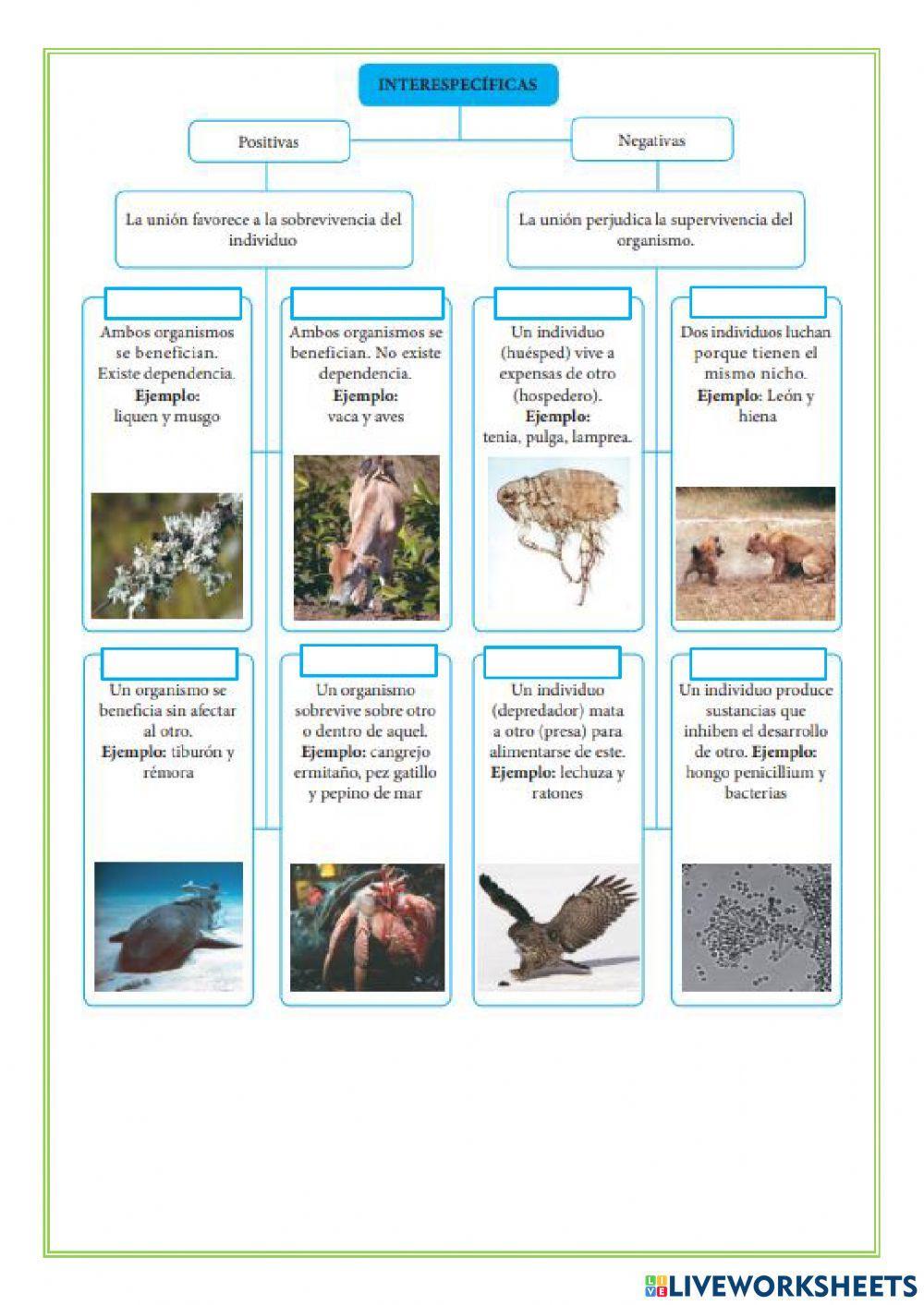 Relaciones entre especies