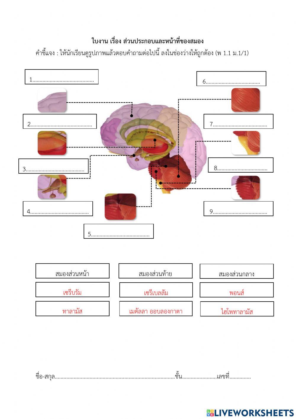 ใบงาน เรื่อง ส่วนประกอบและหน้าที่ของสมอง