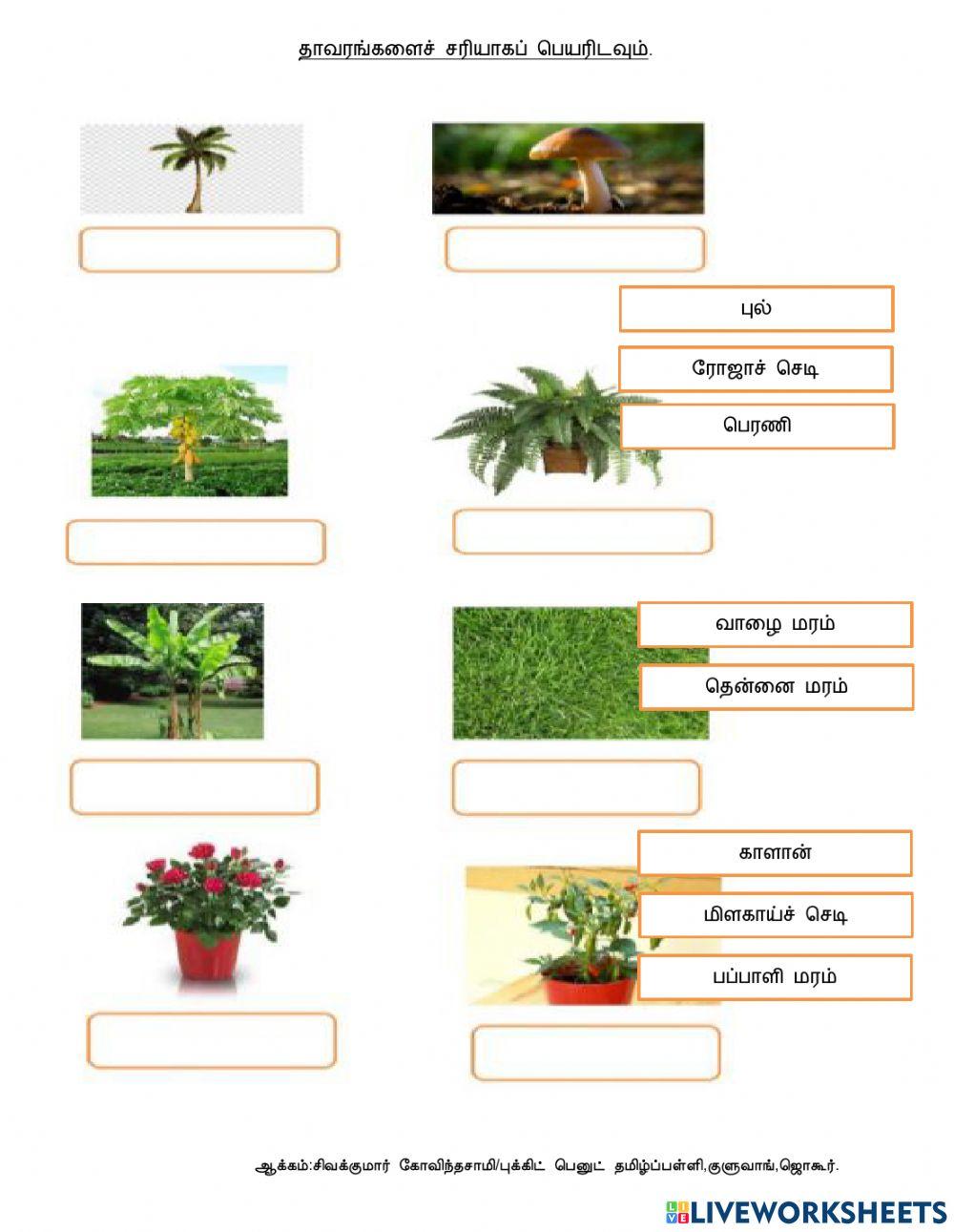 தாவரங்கள்