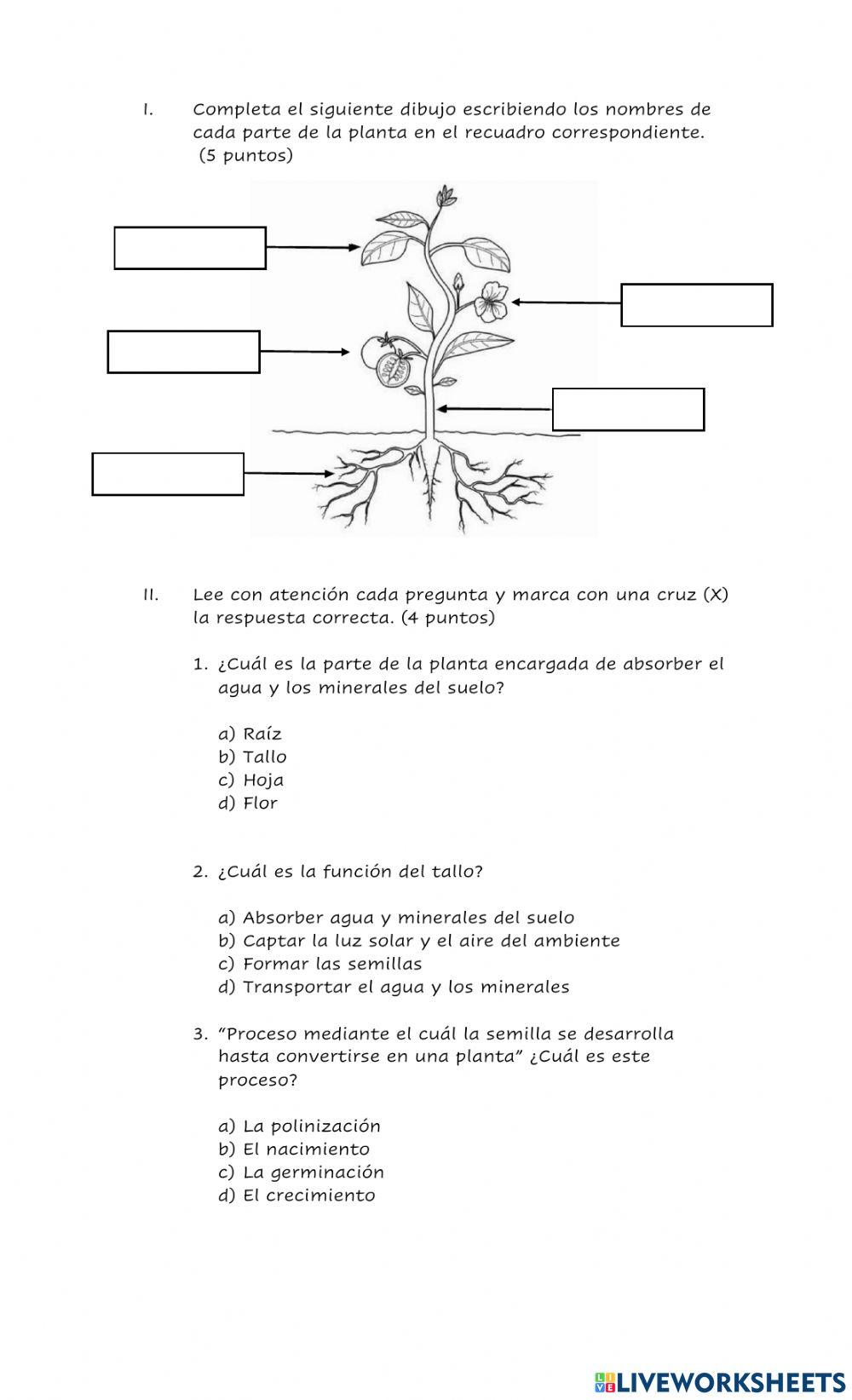 Evaluación -La importancia de las plantas-