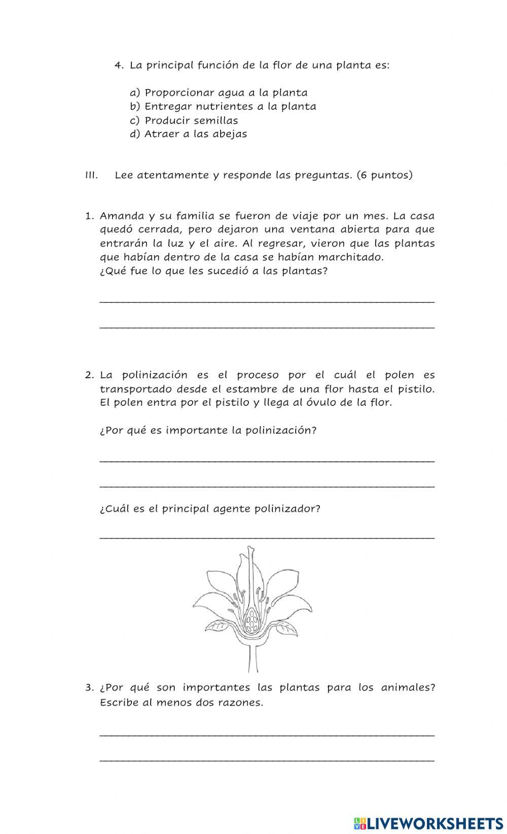 Evaluación -La importancia de las plantas-
