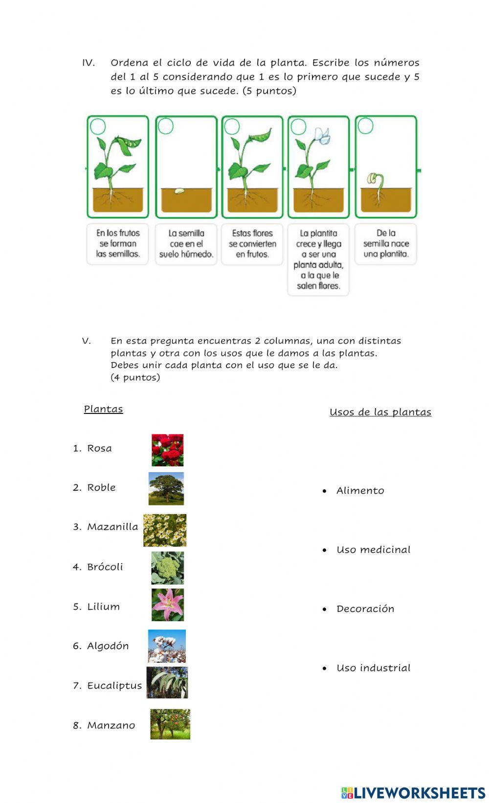 Evaluación -La importancia de las plantas-